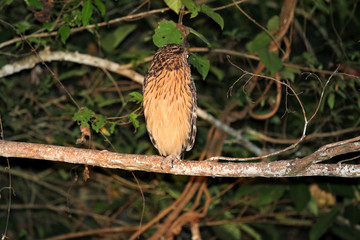 buffy fish owl (Ketupa ketupu) at night - Borneo Malaysia Asia