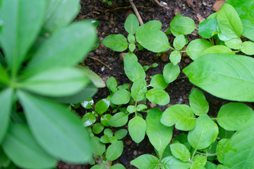 Close up Growing green vegetables