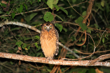 buffy fish owl (Ketupa ketupu) at night - Borneo Malaysia Asia