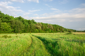 Path through high green grass, forest on the horizon and clouds