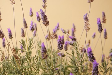 Flower Lavander
