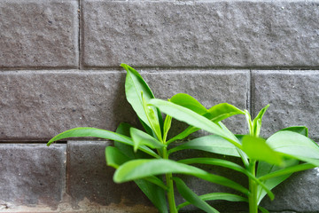 The tree in front of the wall