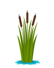 Grass reed in the water of the pond. flat vector illustration isolated