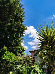 Fototapeta na wymiar trees, garden, sky and house