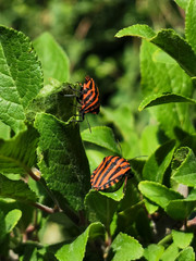 red shield bug on greenery
