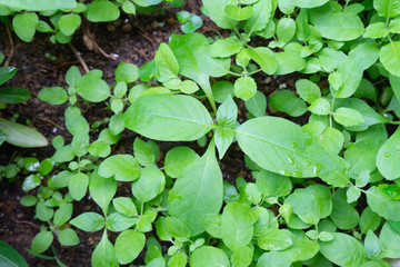 Close up Growing green vegetables