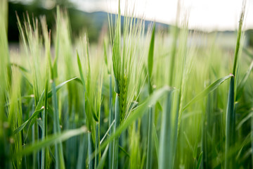 Agriculture: Fresh green cornfield on a sunny day, springtime