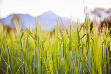 Agriculture: Fresh green cornfield on a sunny day, springtime