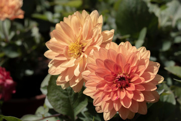Close-up of garden Dahlia flower. Colors and green leaves in orange and red tones.