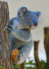 A koala on a eucalyptus gum tree in Australia