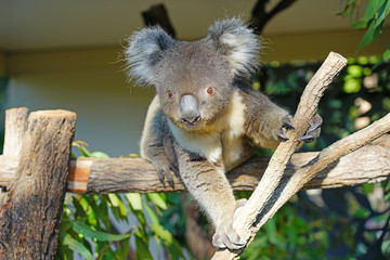 A koala on a eucalyptus gum tree in Australia
