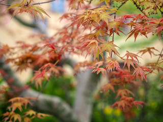 The color chenging maple leaves is the symbol of autumn season.