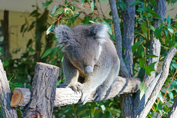 A koala on a eucalyptus gum tree in Australia