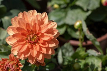 Close-up of garden Dahlia flower. Colors and green leaves in orange and red tones.