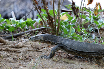 waran (Varanus) - Borneo Malaysia Asia