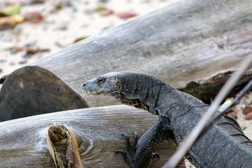 waran (Varanus) - Borneo Malaysia Asia