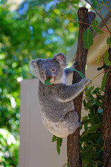 A koala on a eucalyptus gum tree in Australia