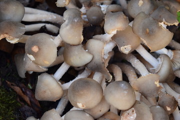 setas en  mi jardín
