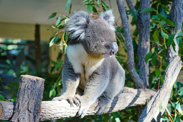 A koala on a eucalyptus gum tree in Australia