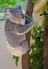 A koala on a eucalyptus gum tree in Australia
