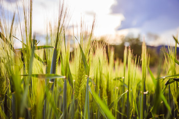 Agriculture: Fresh green cornfield on a sunny day, springtime