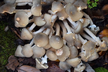 setas en  mi jardín