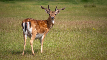 Naklejka na ściany i meble Young buck, male fallow deer in San Rossore Park, Pisa, Tuscany, Italy. Posing for the camera and cute.