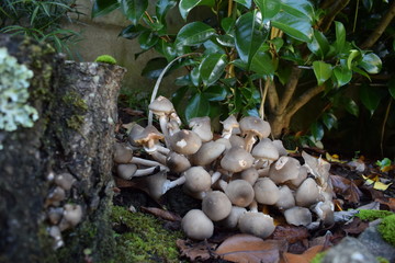 setas en  mi jardín