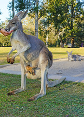 Naklejka premium An Australian kangaroo mother with a baby joey at a park in Brisbane