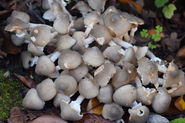 setas en  mi jardín