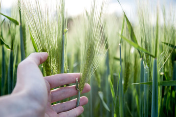 Cornfield in spring: Farmer hand is touching green wheat ears