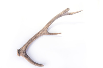 Obraz premium One part of dear antlers on the white