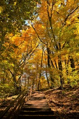 alley with stairs in autumn forest