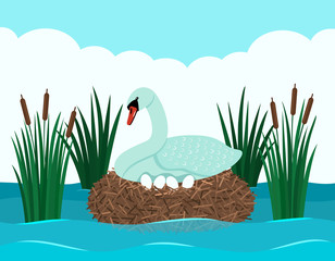 A graceful white swan sits on a snide with eggs in a pond with reeds. Landscape pond. flat vector © Higher than clouds