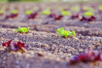 Fresh head of lettuce on an agrarian field, spring time