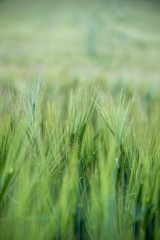 Agriculture: Fresh green cornfield on a sunny day, springtime