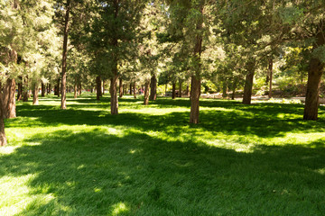 A park with pine trees in a fine afternoon with Sunlight cast shadow upon a grass lawn