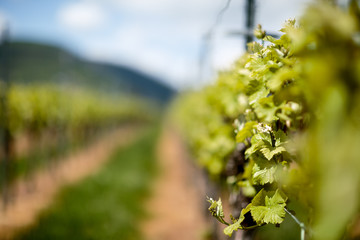 Vineyard in Spring