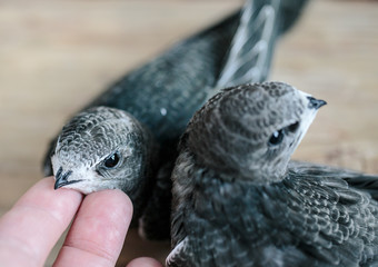 Hand Raised Young Swifts