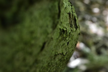 Im Sommerwald