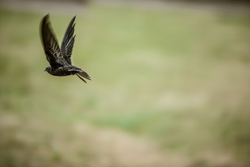 Hand Raised Young Swifts