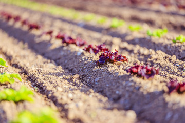 Fresh head of lettuce on an agrarian field, spring time