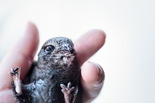 Hand Raised Young Swifts