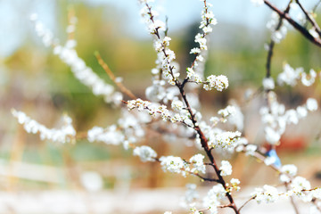 Spring background, apple flowers. Apple tree in full blossom in spring