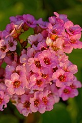 Fototapeta premium schöne nahaufnahme einer Blüte