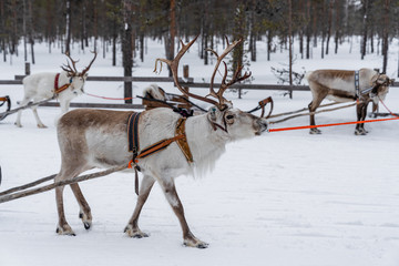 Reindeer safari in a winter forest in Finnish Lapland