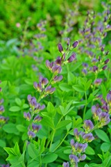 Blue flower spikes of the false indigo Baptisia Australis