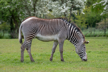 Fototapeta na wymiar A portrait view of a zebra grazing on grass
