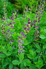 Blue flower spikes of the false indigo Baptisia Australis