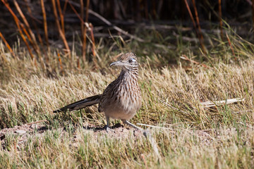 Roadrunner in New Mexico